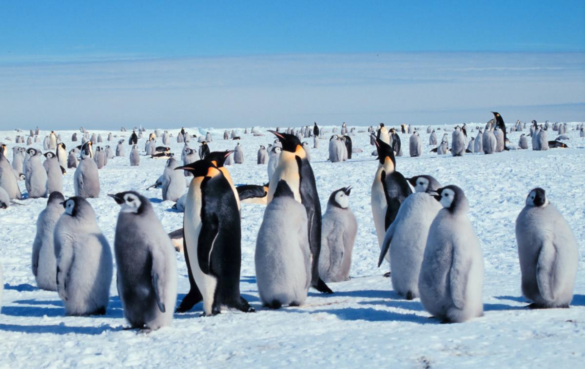 Emperor penguins Habitat